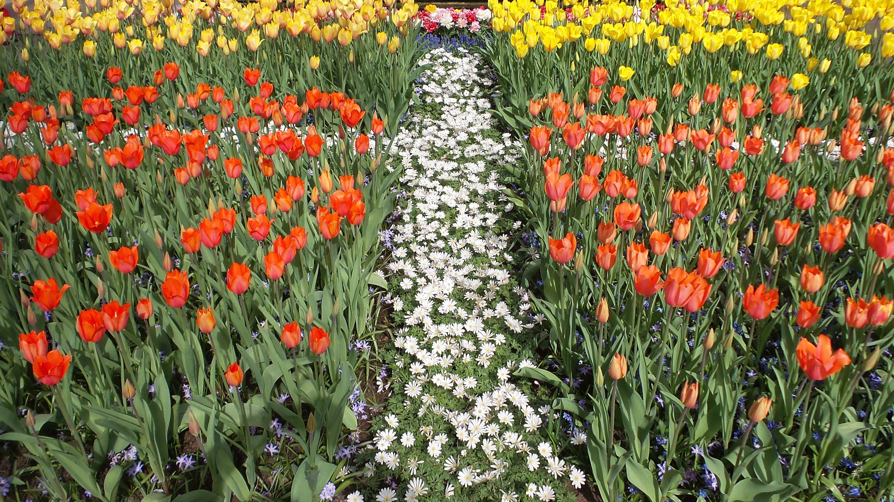 2014-04-17 Holland Tulips 49.jpg